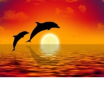 the dark dolphins