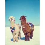 The Holy Llamas