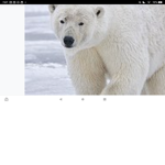 Polar bear squad.!