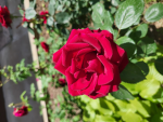 -Flower Entertament-