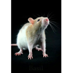 epik's rat cult