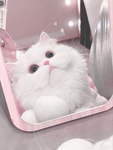 たまにロバあげる