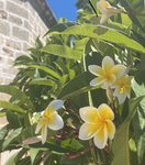 Tropical - Paradise Staff