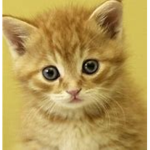 TheKittyFanClub!!!!
