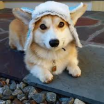 Corgi is the boss