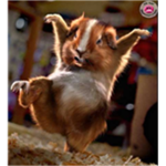 killing ninjas (We love hamsters)