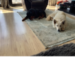 Good to dogs