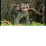 Baby Monkey's Group