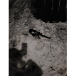Dead birdie :P