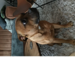 Dogs clan jax