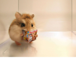 Super Cute Hamsters