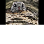 Rodent army (all rodents alowed)