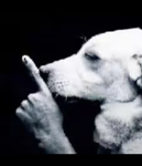 Les animaux qui parlent