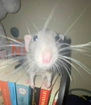 •Rat Corner•