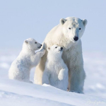 ~polar-bear squad~