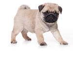 Pet Tycoon