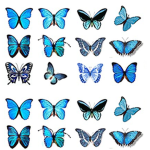 The Beautiful Butterflies <3