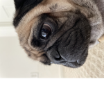 Pug Island!