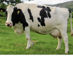 Music the cow