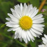 daisyyysy