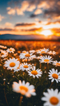 ~Dylan's Daisy's~