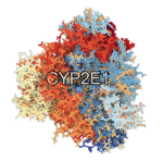 CYP2E1