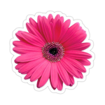 pink daisiez