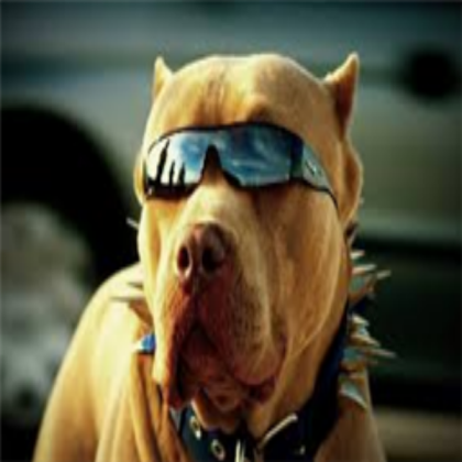 dog Roblox decal