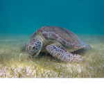 Sea And Land Turtle Squad