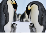 PENGUINS-ON-TOP