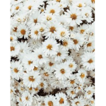 Daisys Babies