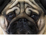 Pug Pug forever