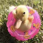 ducks group!!!!