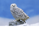 #The Owls