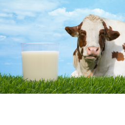 Milk And Cow