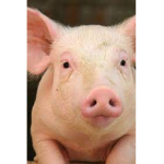 The queen pig of piggy’s