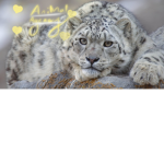 } <Animal Agency> { + warrior cats + }