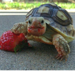 TORTOISE PEOPLE’S