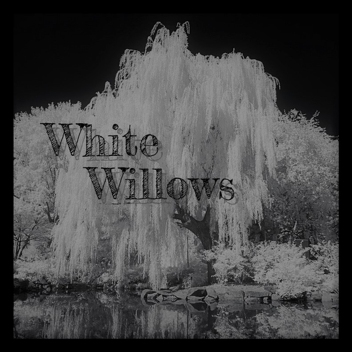 White Willows