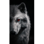 Mr wolfs 77777