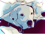 Dogefanclub6989