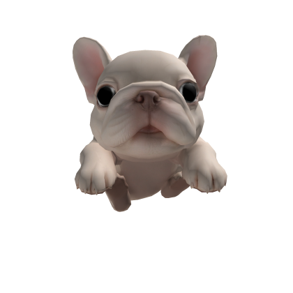 Cute sleeping pibble on head - French Bulldog