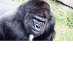 THE GREAT APES CLUB