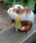 Queso Rats