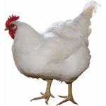 The holy chickens