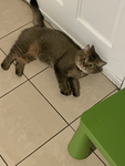 Careless Cats