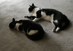 ~ Pointless Cat Group ~