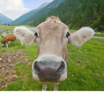 Les Vaches