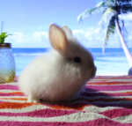 The bunnas of life