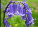 Xoxobluebellsxoxo